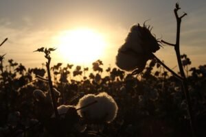 resina de troca iônica na agricultura