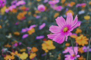 Coroas para velório com flores transmitem solidariedade, respeito e homenagem sincera, ajudando a expressar sentimentos em momentos delicados.
