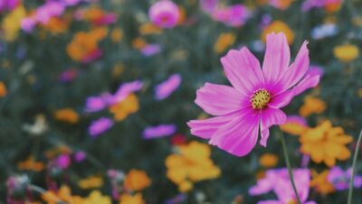 Coroas para velório com flores transmitem solidariedade, respeito e homenagem sincera, ajudando a expressar sentimentos em momentos delicados.